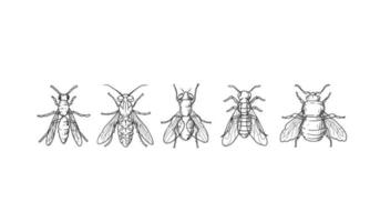 Conjunto de vector de boceto dibujado a mano de escarabajo, Ilustración de diferentes escarabajos sobre fondo aislado.
