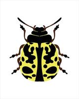 southern ladybird. flat vector illustration of bugs. insects and garden concept animated in colorful theme. cartoon illustration of nature isolated on white background.