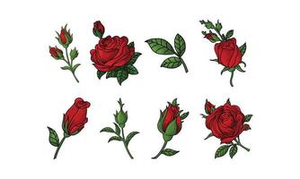 conjunto de ilustración de vector de rosas rojas. elemento de vector de flor sobre fondo aislado