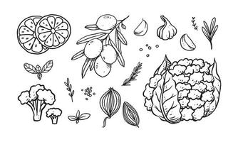 conjunto de verduras, frutas y especias dibujadas a mano ilustración vectorial. comida sana dibujada con arte lineal para diseño de materiales vector