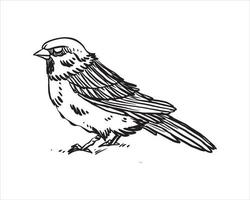 Simple sparrow hand drawn vector. Hand drawn line art cartoon illustration. Isolated on white background vector