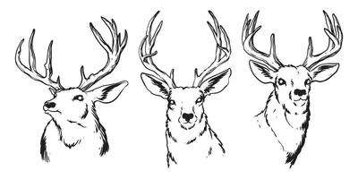 Hand-drawn deer heads lineart with details of feathers and shadows. isolated on white background, Design element for emblem, cover, background, sign, poster, label. Vector illustration