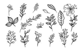 set of hand drawn floral elements for your design, leaf and flowers illustration to create romantic or vintage design, plant isolated graphic very easy add to your design project vector