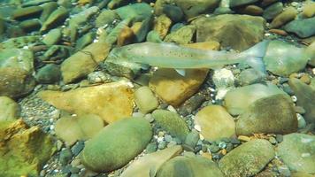 salmone selvaggio in un fiume di acqua dolce naturale video