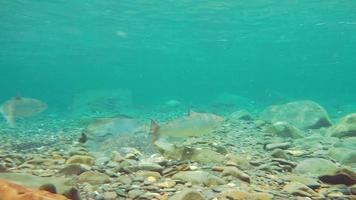 salmón salvaje en río de agua dulce natural video