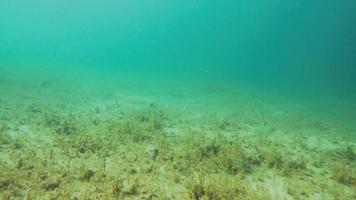 cena calma subaquática em um lago video