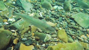 salmone selvaggio in un fiume di acqua dolce naturale video