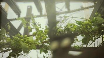 Slow Motion of Hops Machine to Separate the Cones from the Plant. video