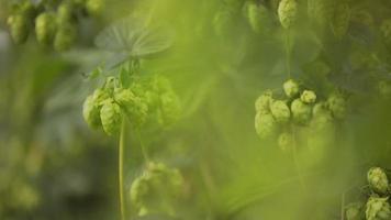 Beautiful Slow Motion of Ready to Harvest Hops video
