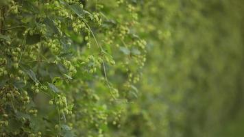 Beautiful Slow Motion of Ready to Harvest Hops video