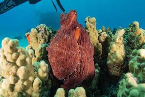 Pulpo rey del camuflaje en el mar Rojo, Eilat, Israel foto