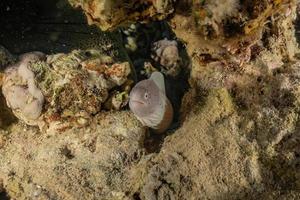 Morena mooray lycodontis undulatus en el mar rojo, eilat israel foto