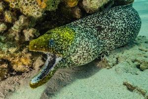 Morena mooray lycodontis undulatus en el mar rojo, eilat israel foto