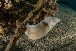 Morena mooray lycodontis undulatus en el mar rojo, eilat israel foto