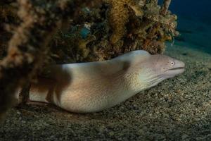 Morena mooray lycodontis undulatus en el mar rojo, eilat israel foto