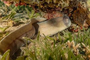 Morena mooray lycodontis undulatus en el mar rojo, eilat israel foto