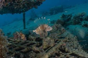 Lion fish in the Red Sea colorful fish, Eilat Israel photo