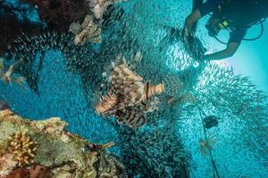 Lion fish in the Red Sea colorful fish, Eilat Israel photo