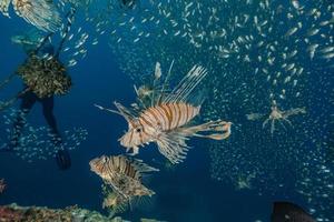 Lion fish in the Red Sea colorful fish, Eilat Israel photo