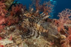 Lion fish in the Red Sea colorful fish, Eilat Israel photo