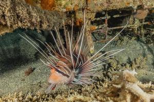 Lion fish in the Red Sea colorful fish, Eilat Israel photo