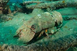 Lobsters in the Red Sea Colorful and beautiful, Eilat Israel photo