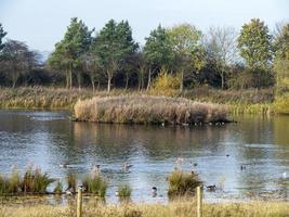 Wetland habitat at Tophill Low, East Yorkshire, England photo
