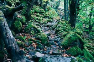 camino en el bosque foto