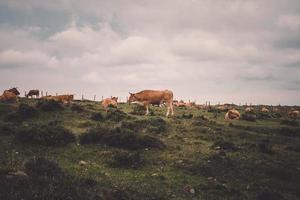 cows on the mountain photo