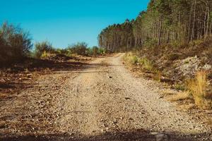 camino en el bosque foto