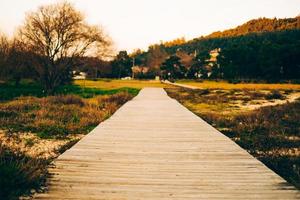 wood path stone photo