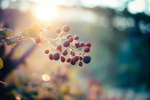 wild berries sun photo