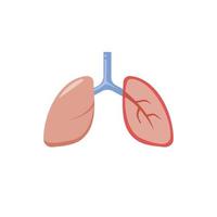 human lung anatomy in flat illustration vector