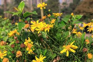 yellow dandelions in the grass photo