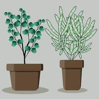 eucalyptus home plant decoration vector