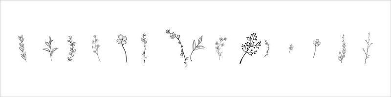 Establecer hierba rizada dibujada a mano y flores sobre fondo blanco aislado. ilustración botánica vector