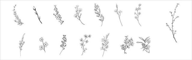 Hand drawn plants vector