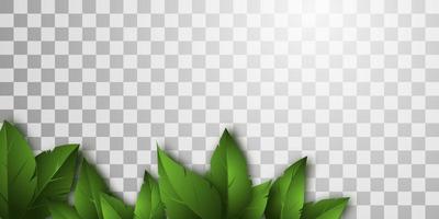 Vector isolated background with realistic green leaves.