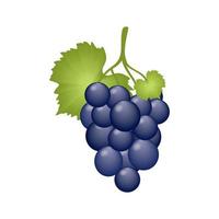 A bunch of juicy grapes with a leaf isolated on a white background. A grape berry on a branch, a vine. Vector cartoon drawing of dietary fruits and vegan food. Fruit store and wine making.