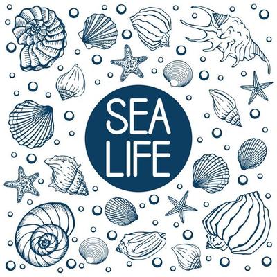 Seashells, summer, holidays, set of seashells and starfish, vector. Hand drawn sea shells and starfishes. Beautiful inscription in modern calligraphy.