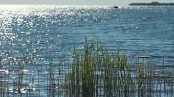 groen riet in het water video