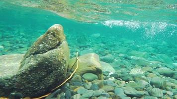 rallentatore limpido fiume pulito acqua e rocce in Quebec, Canada video