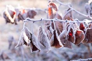 first frosts, white snowly frozen autumn leaves photo