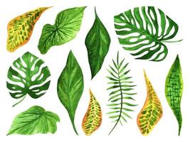 SET WITH WATERCOLOR LEAVES OF TROPICAL PLANTS vector