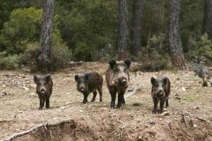 wild boars nature 3