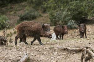 wild boars nature