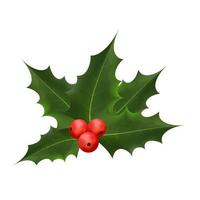 Twig holly with leaves and berries isolated on white background vector