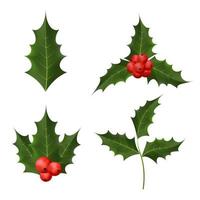 Set of Twig holly with leaves and berries on white background vector