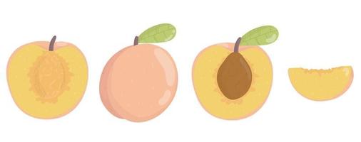 Set peach. Bright set of colorful half, slice and whole of juicy peach. vector