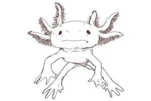 Cute axolotl sketch, vintage engraving, hand drawn vector